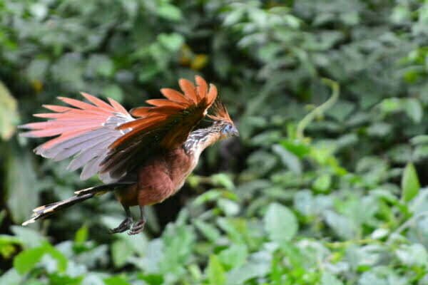 La forêt amazonienne au Pérou