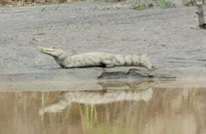 Parc National de Manu