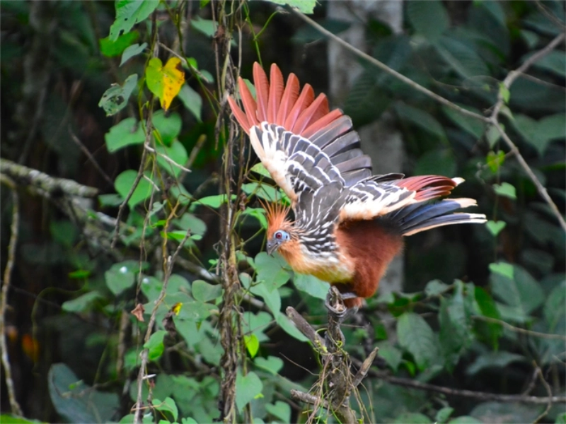 Sortie en pirogue au petit matin dans la réserve de Manu, Amazonie péruvienne