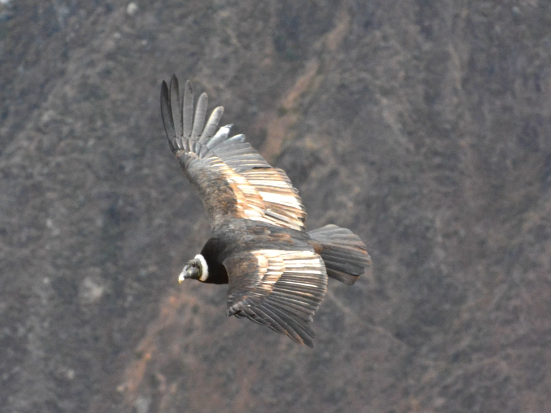 Le canyon de Colca et le vol des condors près d'Arequipa, Pérou