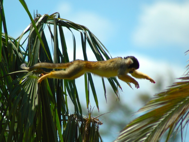 La forêt amazonienne péruvienne et sa biodiversité, parc national du Manu